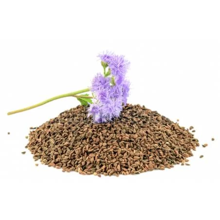 Sementes Phacelia Tanacetifolia 0,5kg