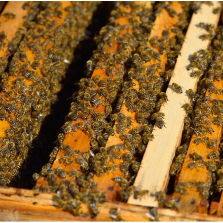 Ruchettes avec les abeilles ibériques Langstroth Abeilles vivants