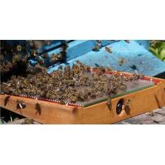 Colector de veneno de abejas Apiterapia