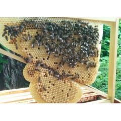 Jambage® Frame Beehive frames