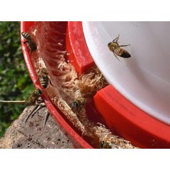 Abrevadero de agua para abejas 30L