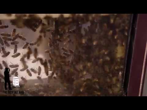 Festooning, the Bees are “Measuring” for New Comb - Bonus episode