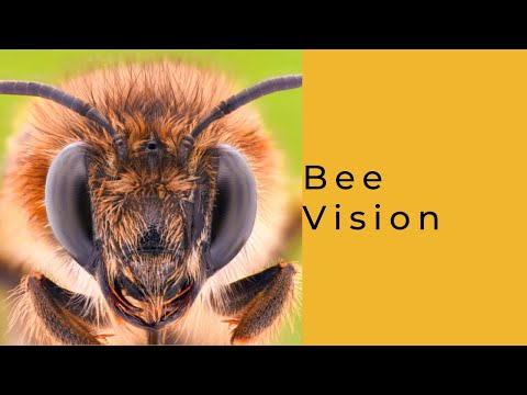 Bee Vision