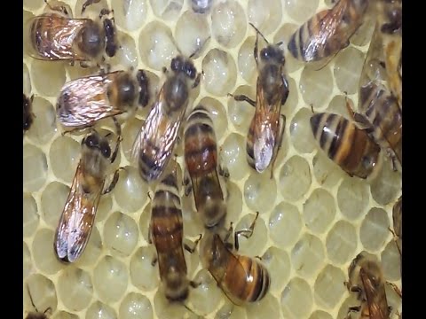 Honey Bees Building Comb And Festooning Explained