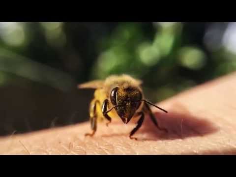 Bee cleaning her antennae