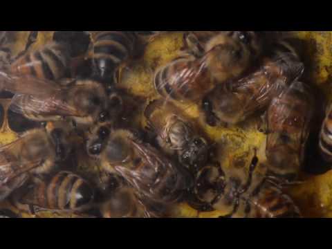 A Honey Bee Hatches and goes to work, no break. Brood Cells on a Brood Frame