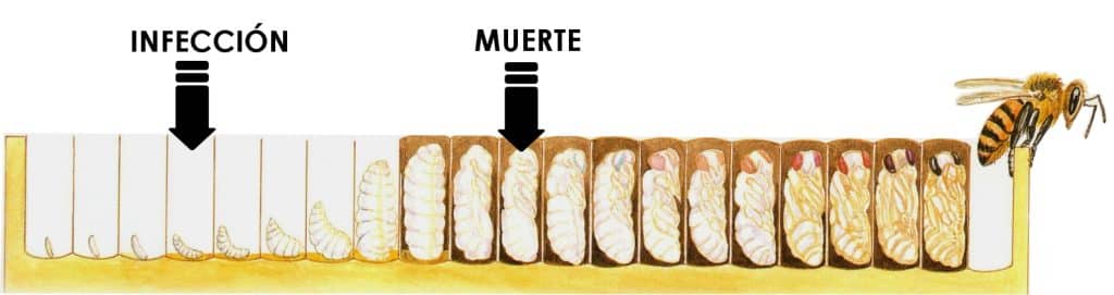 ciclo pollo escayolado