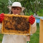 Comment inspecter une ruche ? - APICULTEUR DÉBUTANT