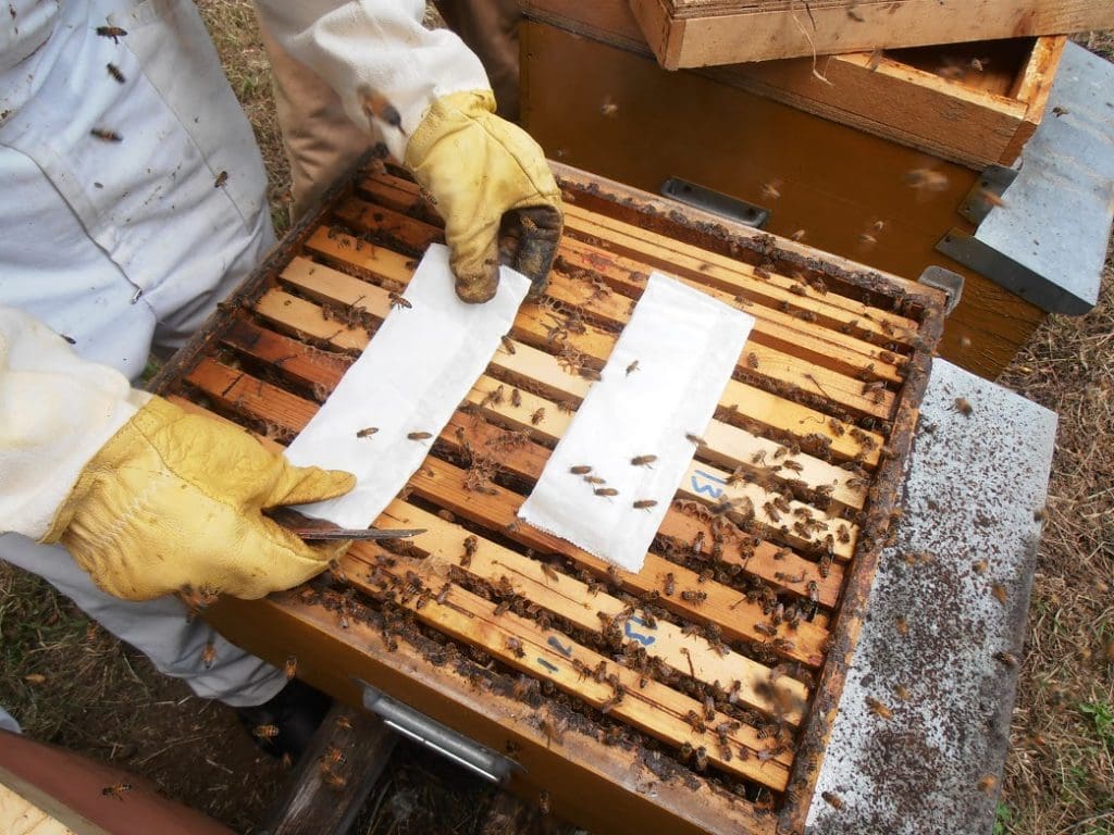 Como tratar la varroa con ácido fórmico - MANEJO