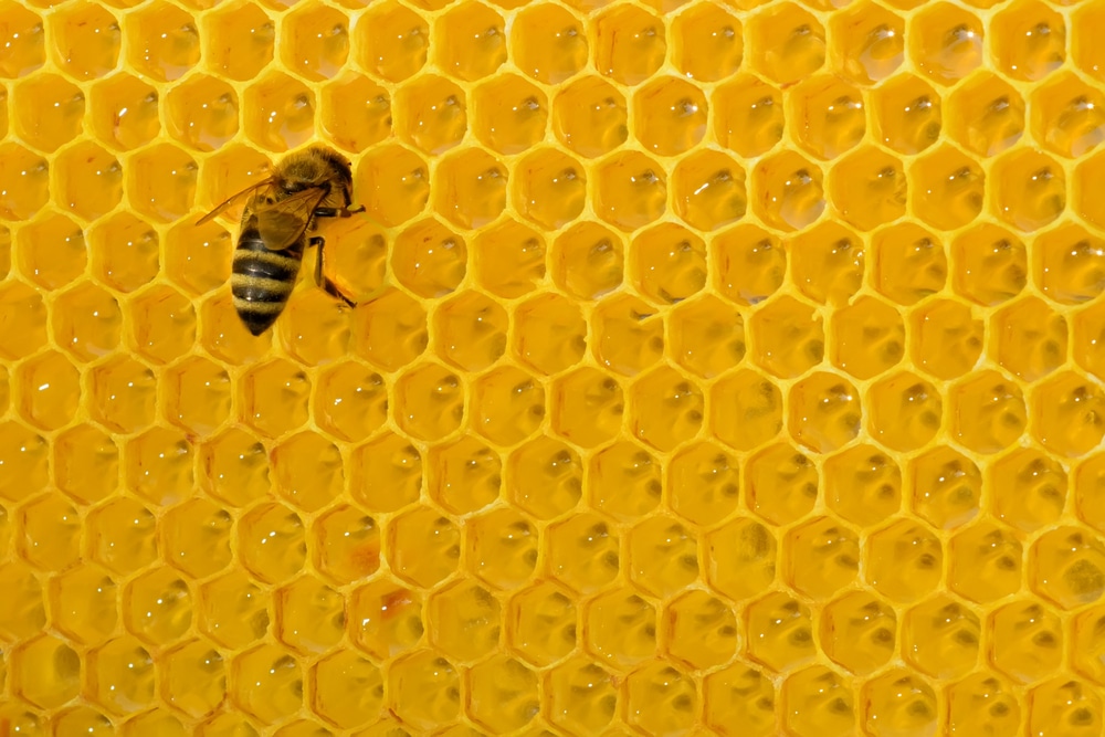 Cera de abeja natural 100grs – Naturel