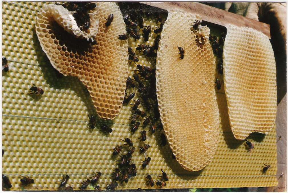 Cera de abeja natural (65gr.) de nuestras propias colmenas. Origen