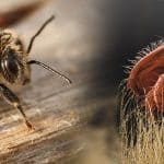 Diagnóstico de Varroa: Detección y toma de decisiones - MIELES