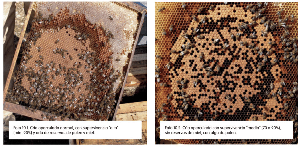 Cómo revisar una colmena de abejas - Sin categorizar