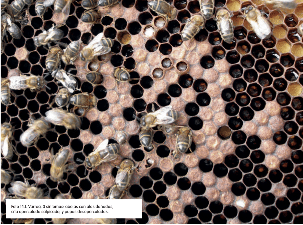 Cómo revisar una colmena de abejas - Sin categorizar