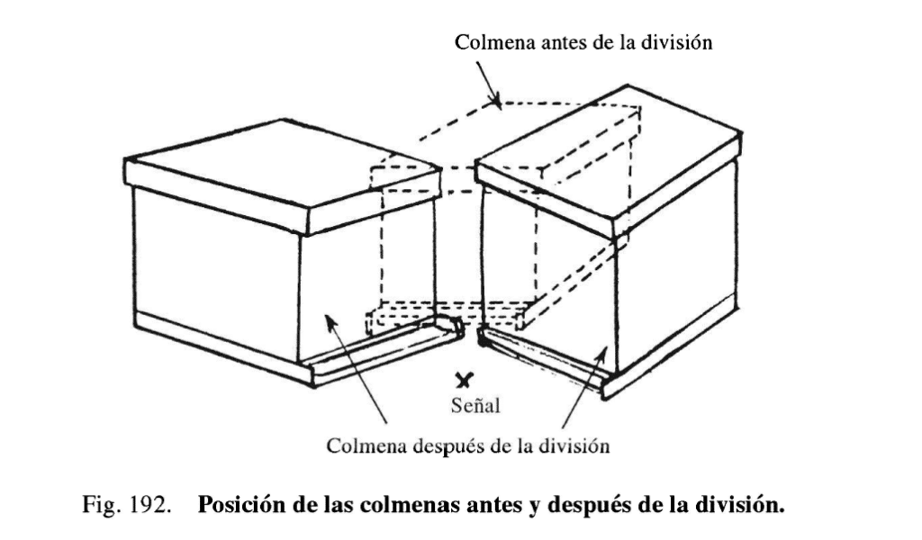 Multiplicación del colmenar: Cómo hacer enjambres - MANEJO