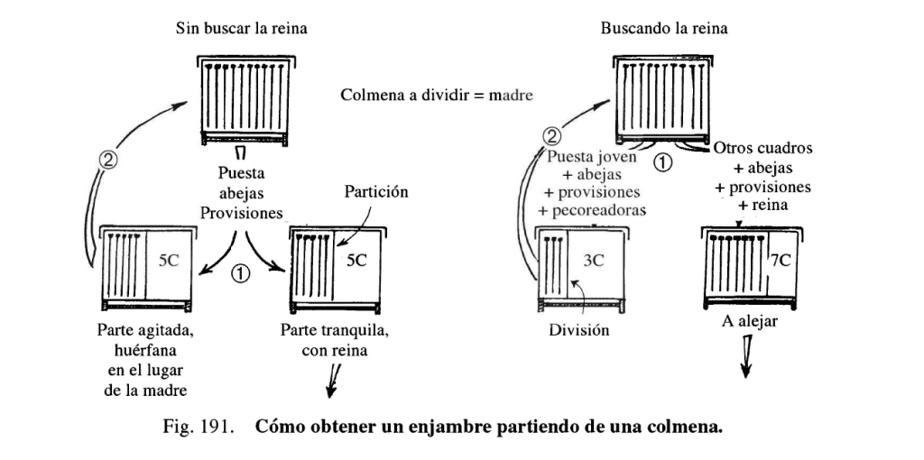 Multiplicación del colmenar: Cómo hacer enjambres - MANEJO