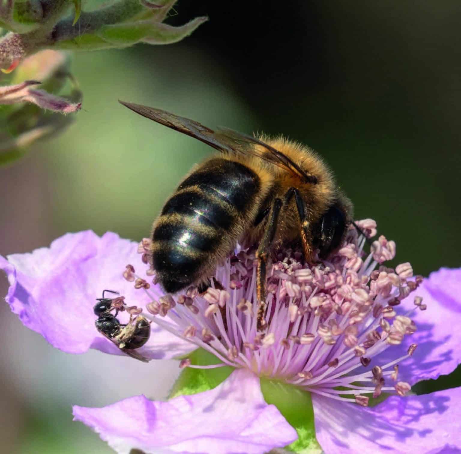 Polinización El Vital Rol De Las Abejas Explicado