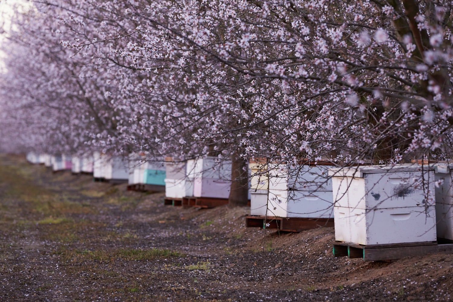 La polinización: un servicio profesional para apicultores – Blog de  Apicultura – La Tienda del Apicultor