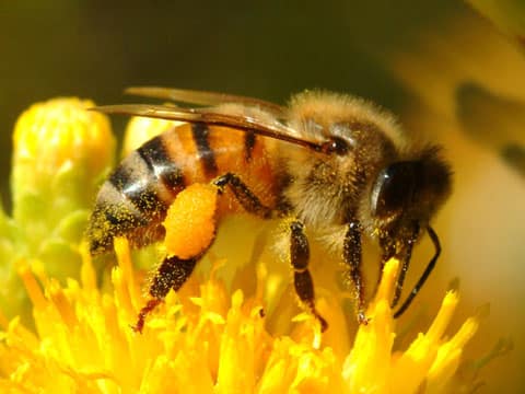 Qué es el POLEN de abeja y como lo recolectamos.