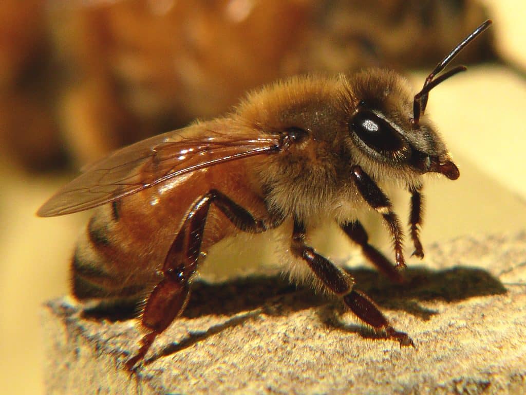 RAZAS DE ABEJAS: Todas las subespecies y cruces - Sin categorizar