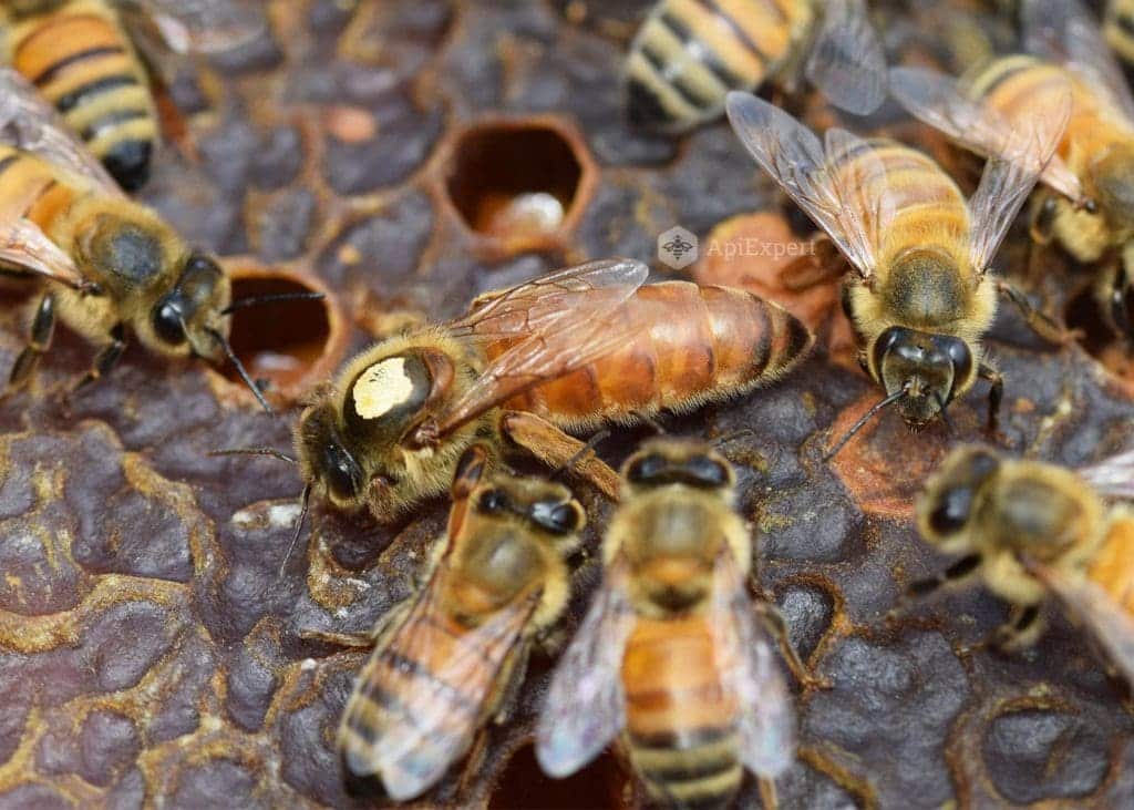 RAZAS DE ABEJAS: Todas las subespecies y cruces - MANEJO