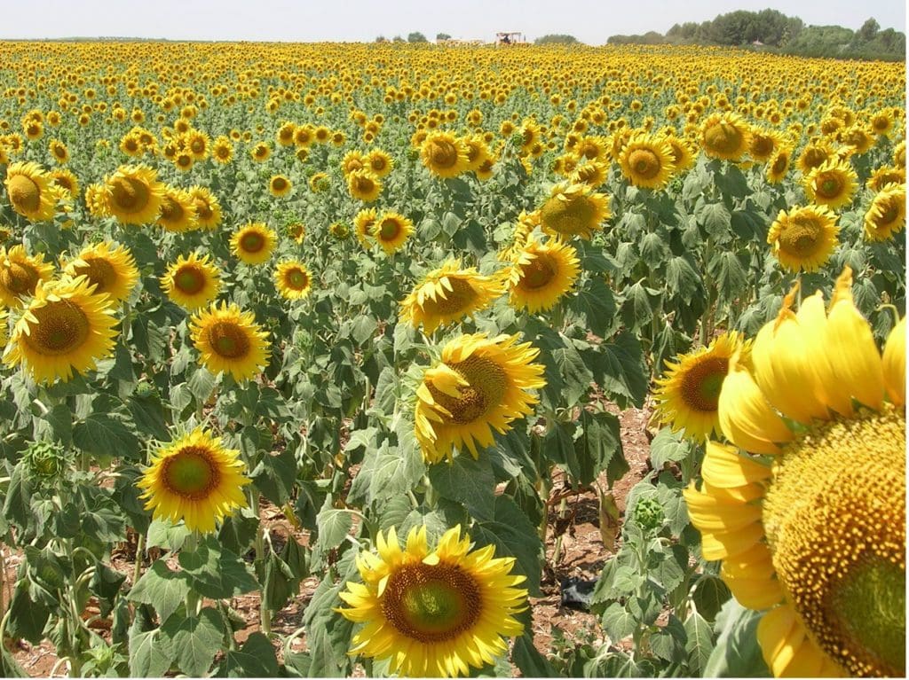 Floraciones apícolas de cosecha de miel de verano - MANEJO