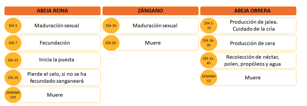 La Vida de las Abejas: Organización, roles y desarrollo en la colmena - INICIACIÓN