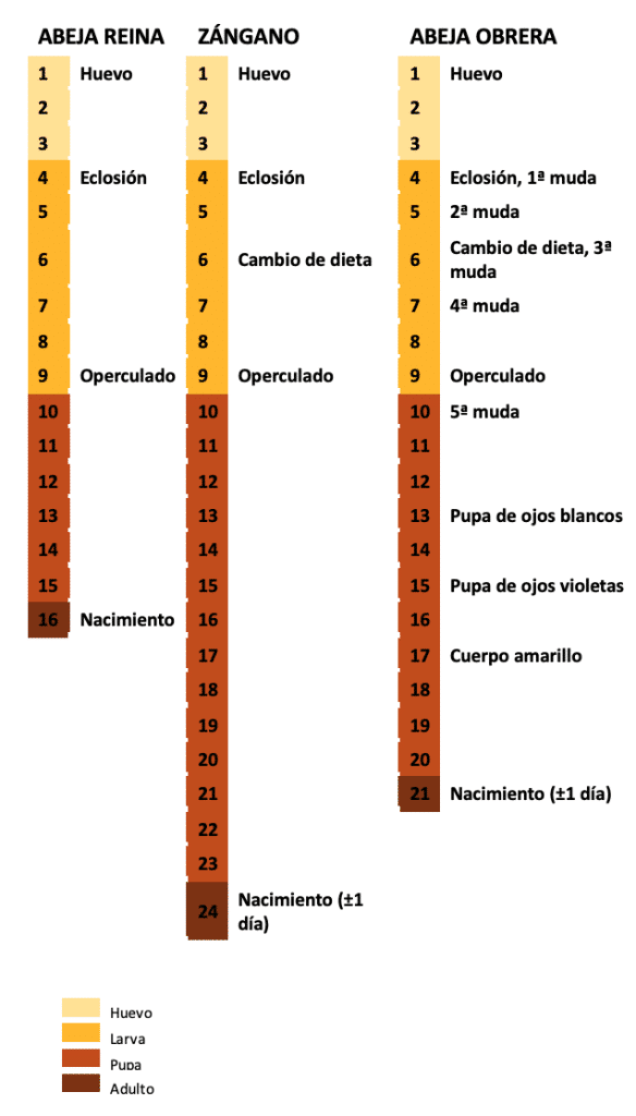 La Vida de las Abejas: Organización, roles y desarrollo en la colmena - INICIACIÓN