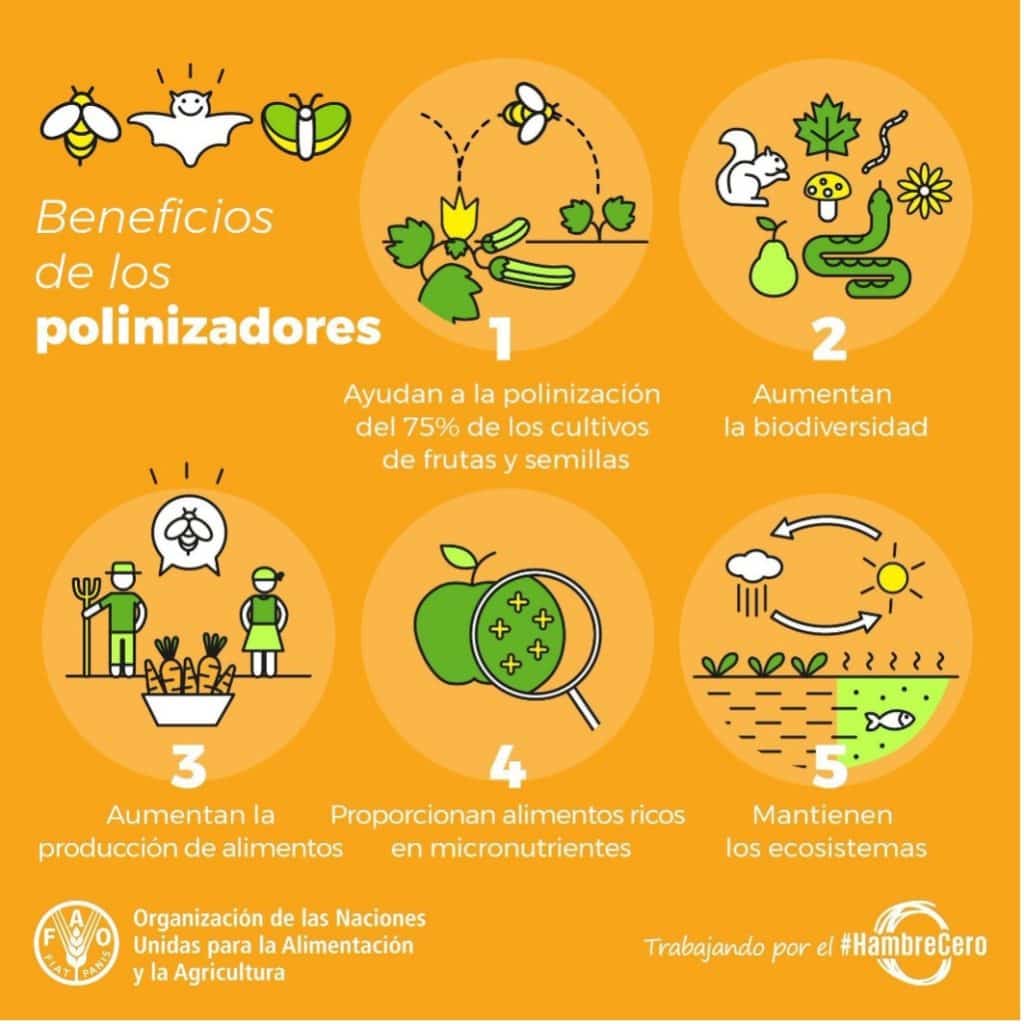 El día mundial de las abejas: 20 de mayo - Sin categorizar