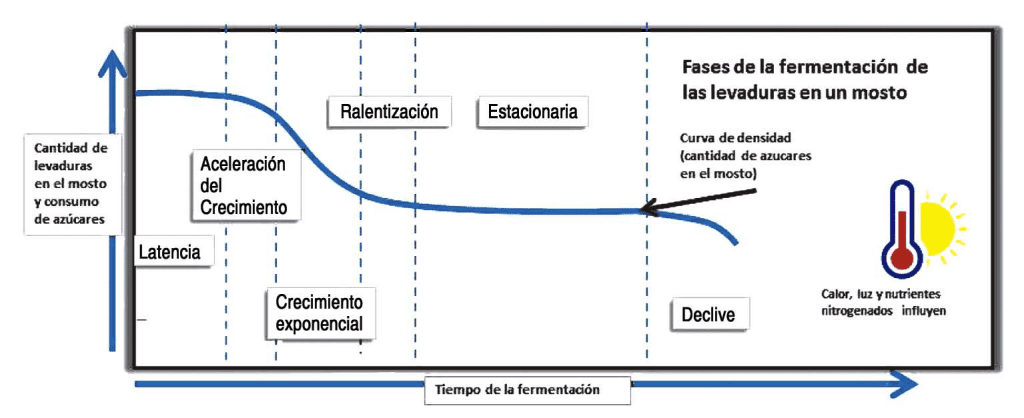 HIDROMIEL: El proceso de fermentación y su relación con la calidad en la producción de hidromiel - Sin categorizar