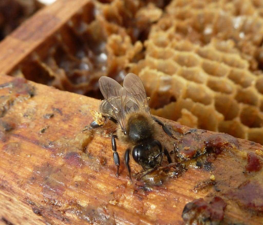 CERAS: Calidad y efecto sobre la salud de las abejas - MIELES