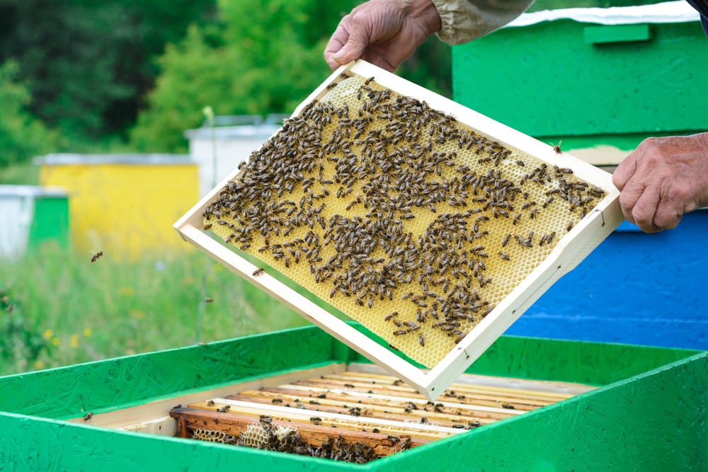 Funciones del panal de cera de las abejas - Ecocolmena