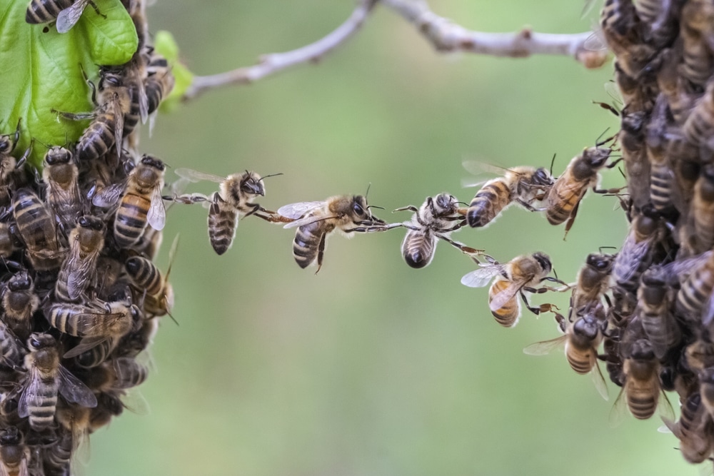 El enigma del Encadenamiento de Abejas (Festooning) - INICIACIÓN