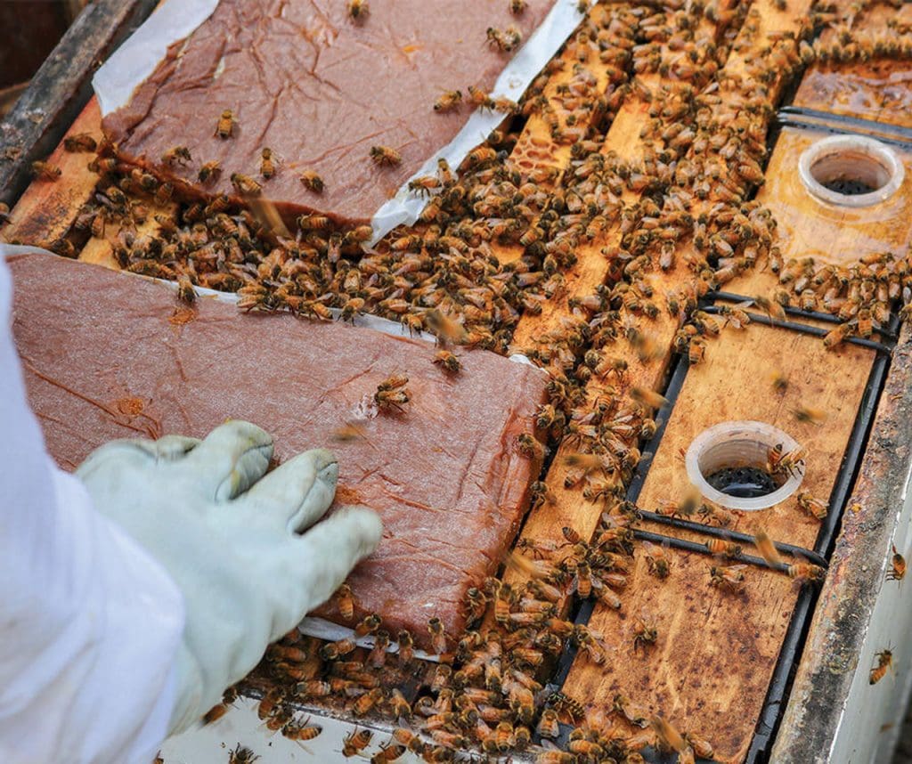 La suplementación proteica en las abejas [Guía completa] - MANEJO