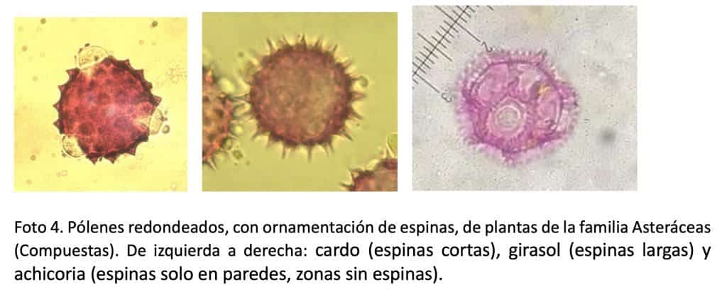 ¿Para qué se hacen los análisis polínicos de la miel? - MANEJO