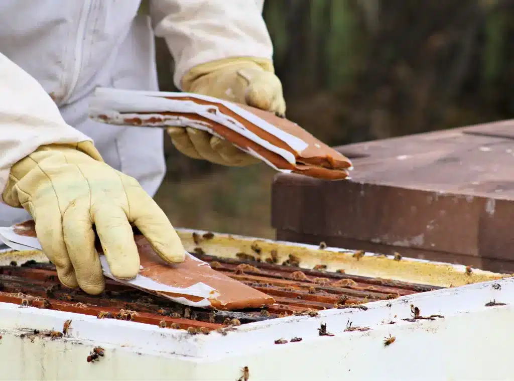 Comment élaborer de la nourriture pour les abeilles - Non classifié(e)