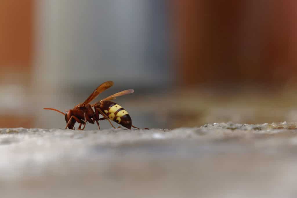 Vespa orientalis: La Amenaza Creciente y Cómo Combatirla Eficazmente - MANEJO