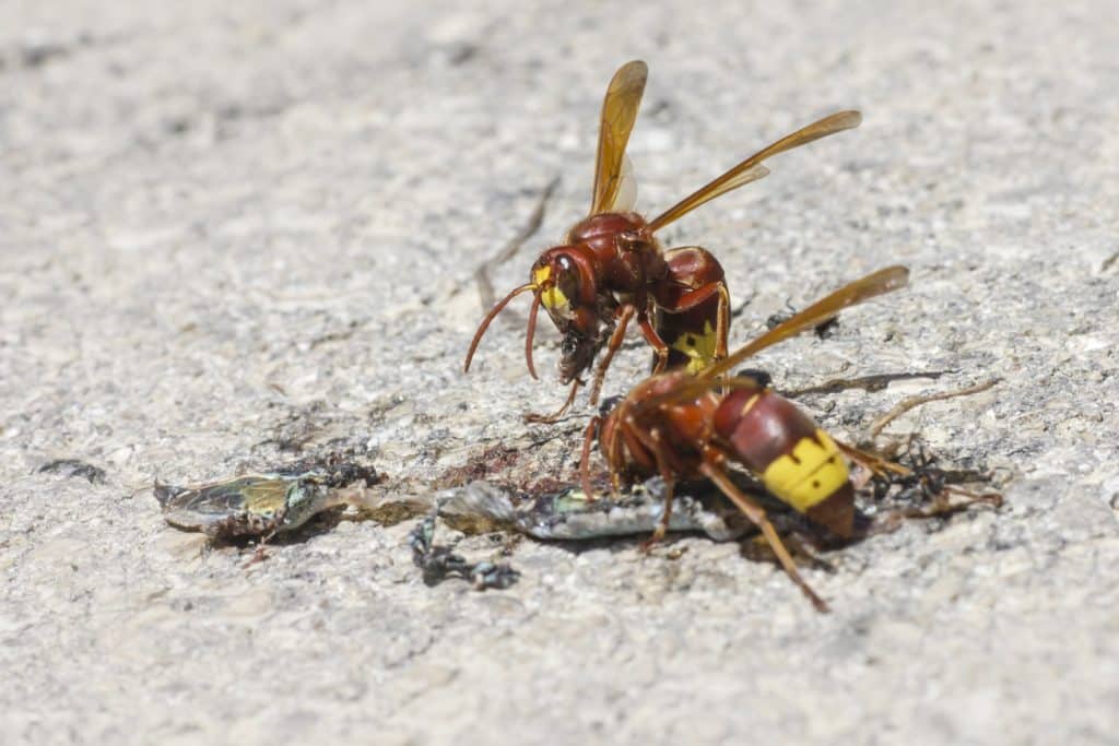 Vespa orientalis: La Amenaza Creciente y Cómo Combatirla Eficazmente - MANEJO