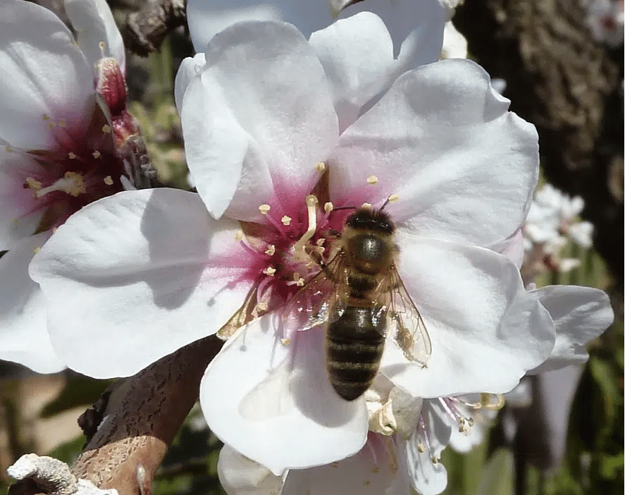 Quelles sont les floraisons apicoles du début du printemps ? - Non classifié(e)