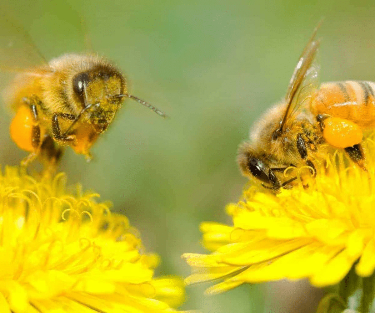 Qu'est-ce que la pollinisation et quel rôle y jouent les abeilles ? - Non classifié(e)