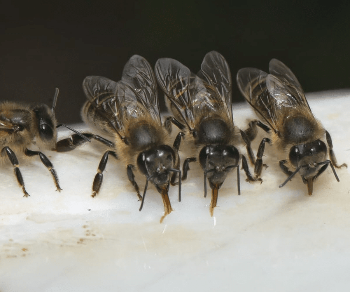 L'eau et les abeilles : l'importance de l'eau dans leur quotidien - ALIMENTATION & NOURRISSEMENT