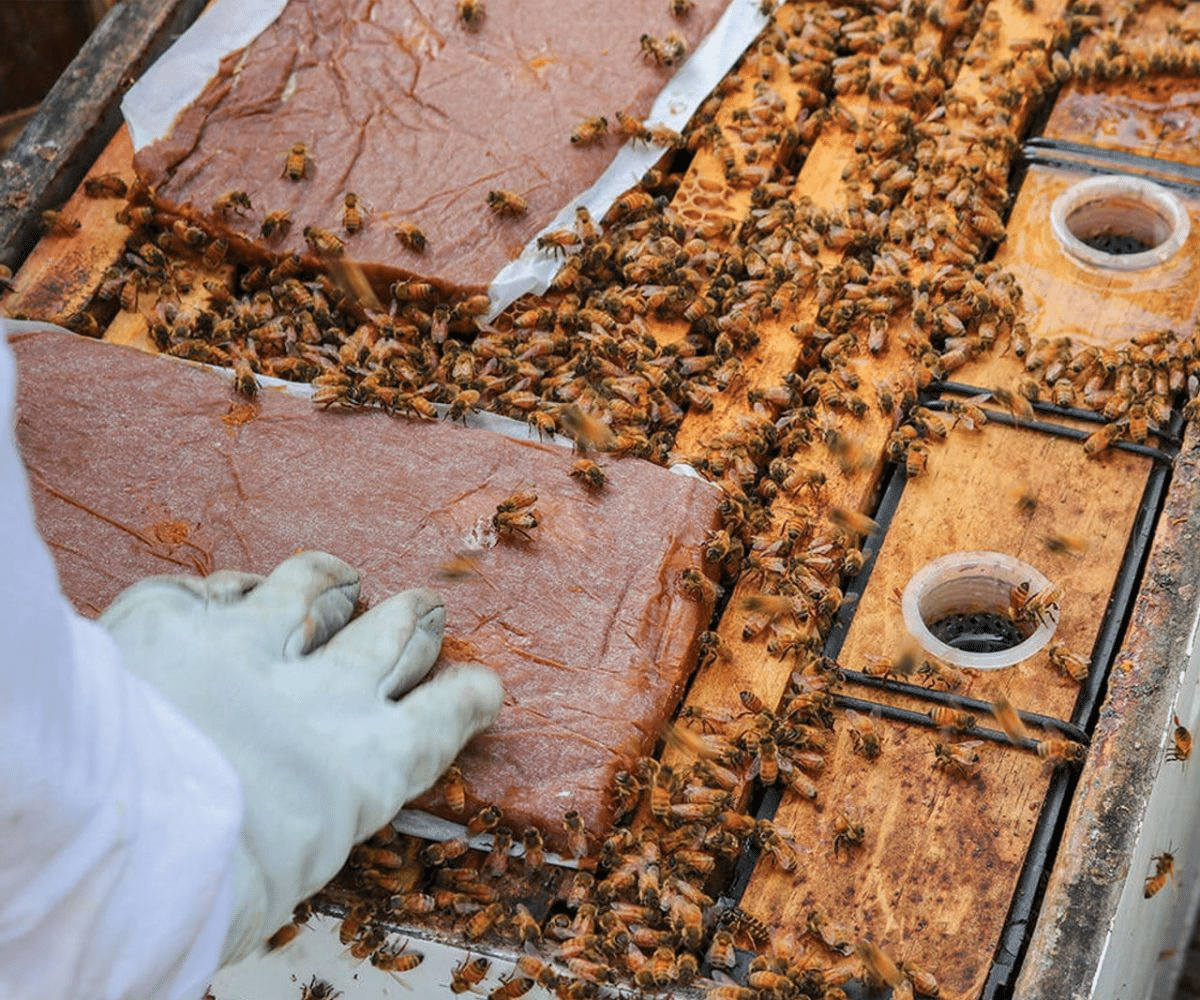 Le nourrissement en protéines chez les abeilles [Guide complet] - ALIMENTATION & NOURRISSEMENT