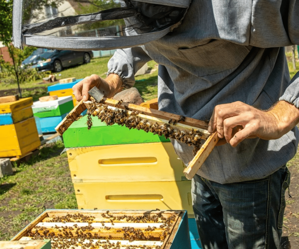 Introduction à l'élevage de reines en apiculture : premiers pas et concepts de base - Non classifié(e)