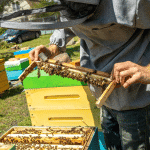 Introduction à l'élevage de reines en apiculture : premiers pas et concepts de base - ALIMENTATION & NOURRISSEMENT