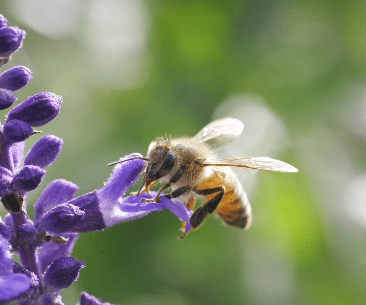 Botanique apicole : Introduction et liste des plantes visitées par les abeilles - PLANTES MELLIFÈRES