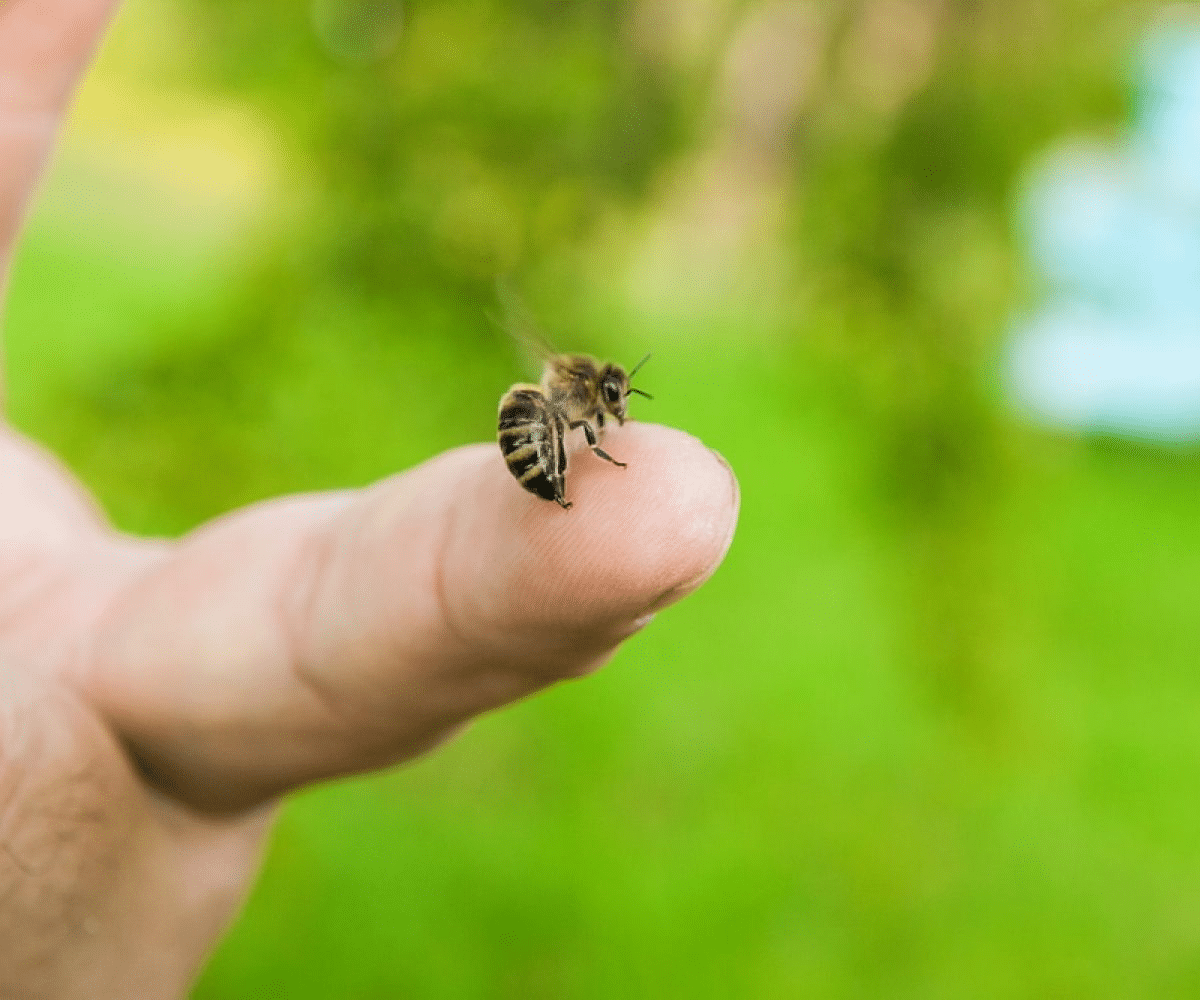 Pourquoi les abeilles piquent-elles ? - APICULTEUR DÉBUTANT