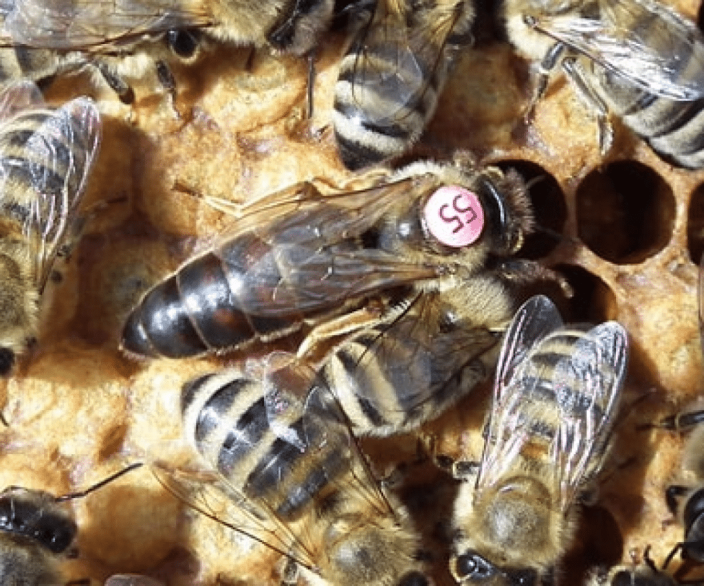 Les sous-espèces d’abeilles et tous les type de croisements - MALADIES & PARASITES