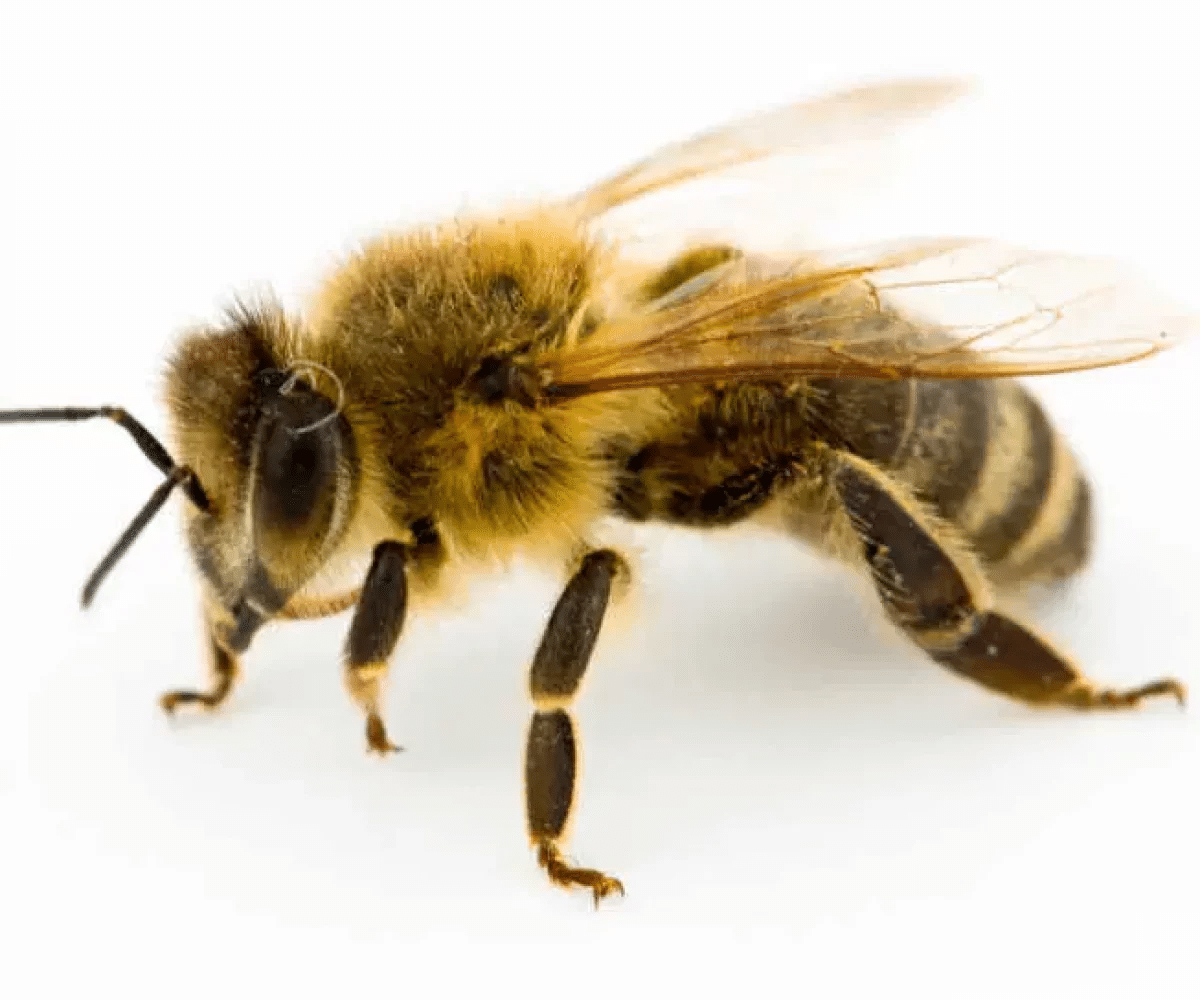 Les antennes des abeilles : quel rôle jouent-elles ? - APICULTEUR DÉBUTANT