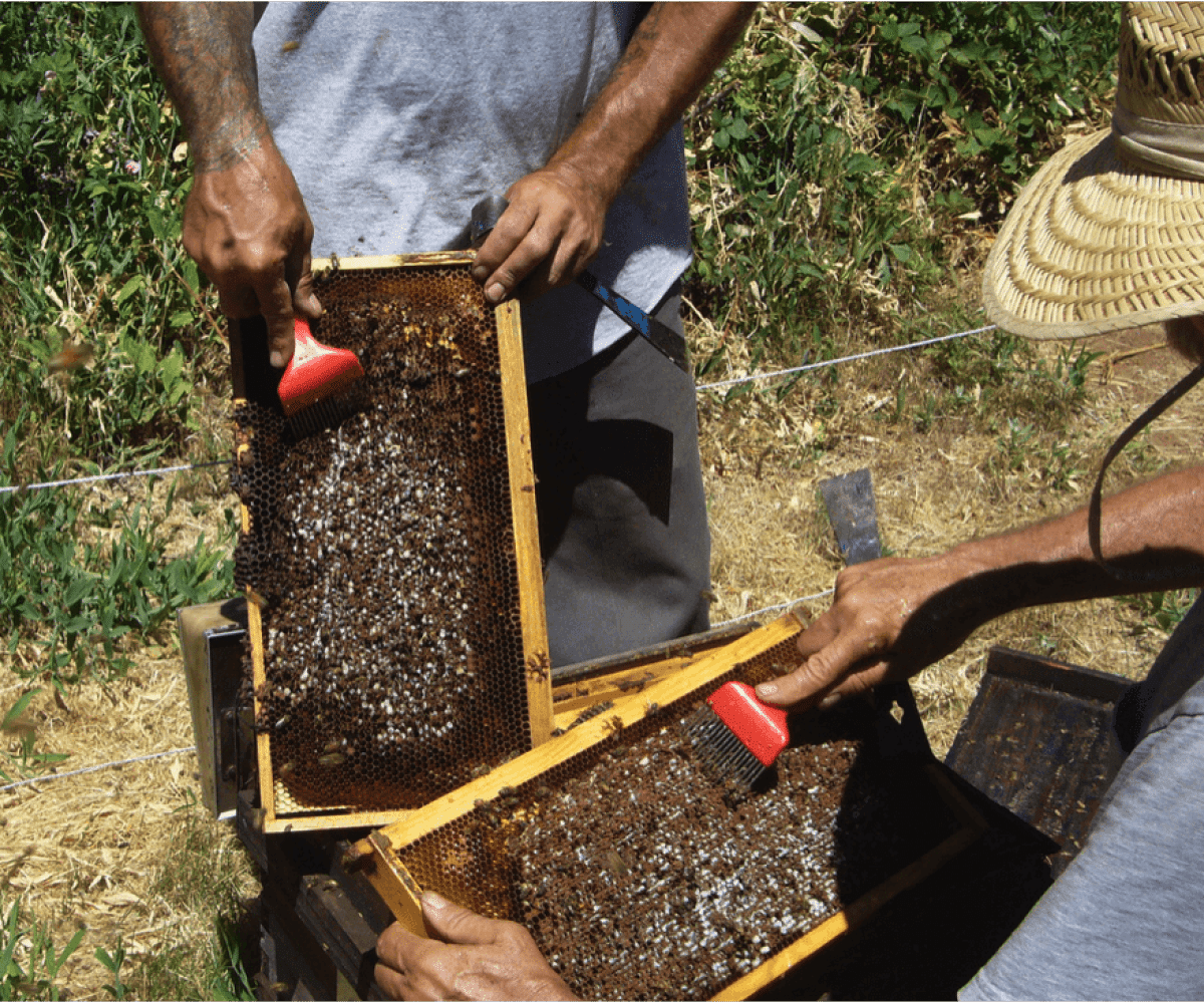 Lutte contre le varroa : gratter le couvain, avantages et inconvénients de cette méthode - MALADIES & PARASITES