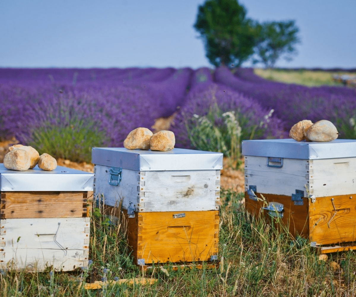 Que doit faire l’apiculteur au printemps ? - APICULTEUR DÉBUTANT